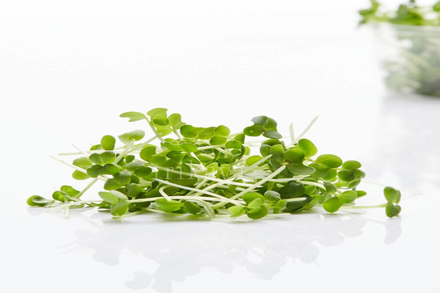 Microgreen Mustard