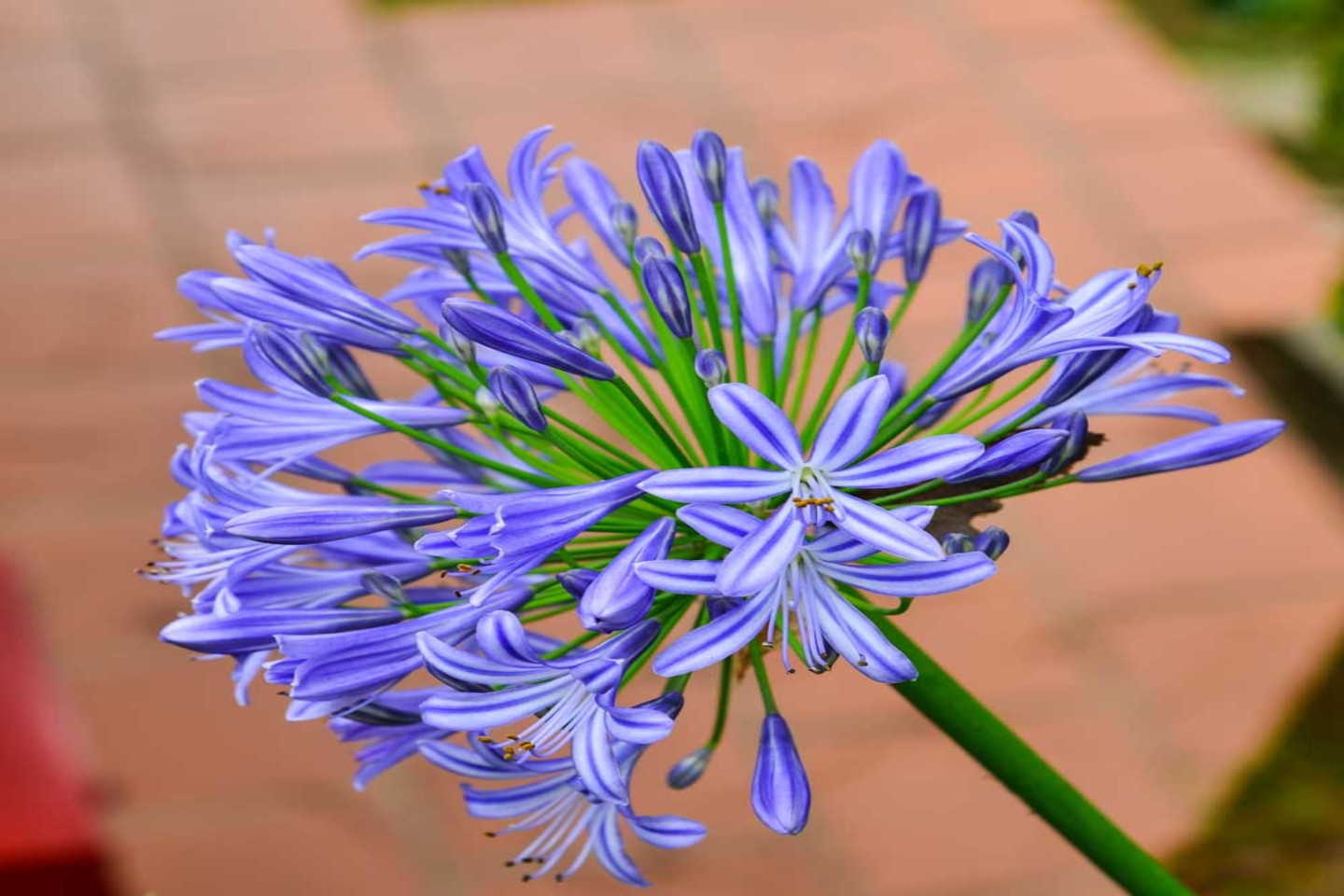 Agapanthus Blue - USA