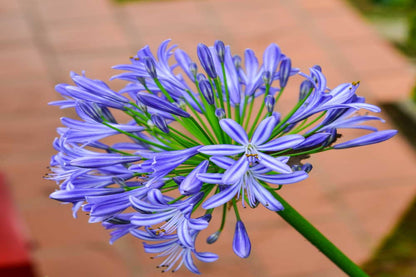 Agapanthus Blue - USA