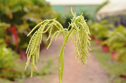 Amaranthus Green
