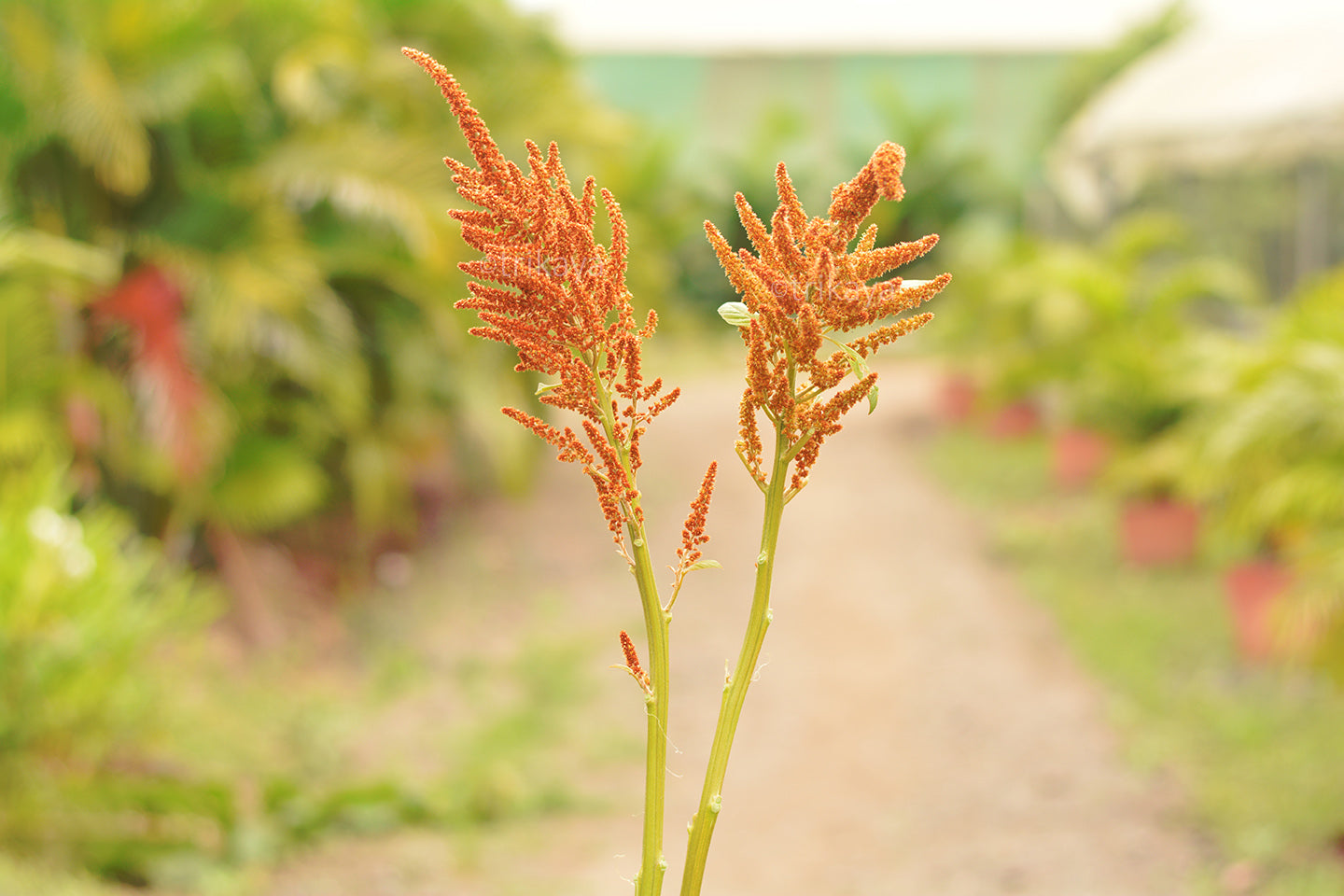 Amaranthus Gold