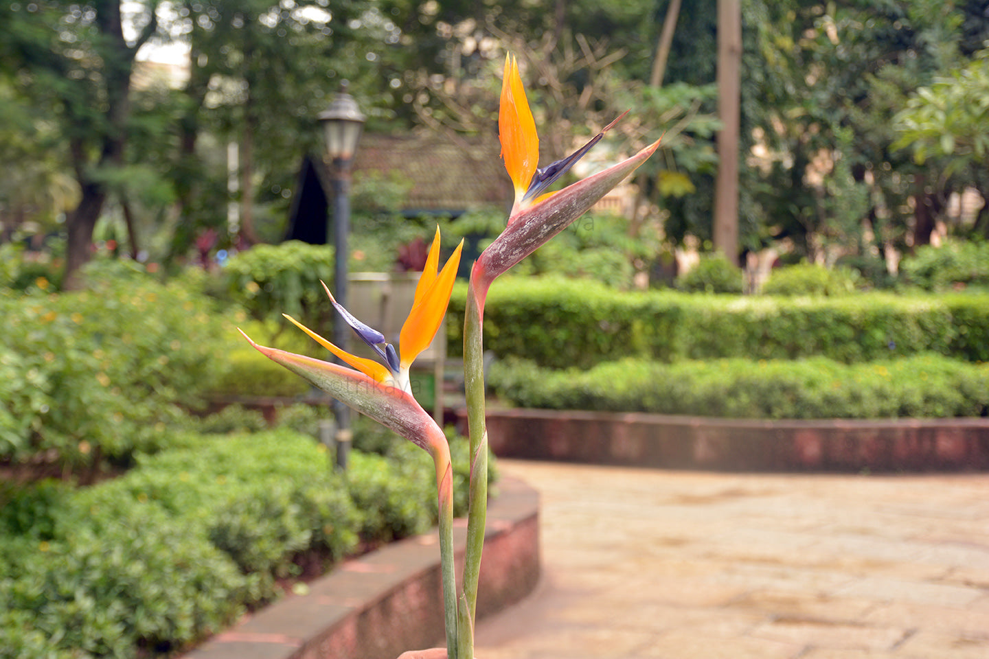 Bird of Paradise