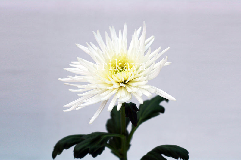 Chrysanthemum Colombia White