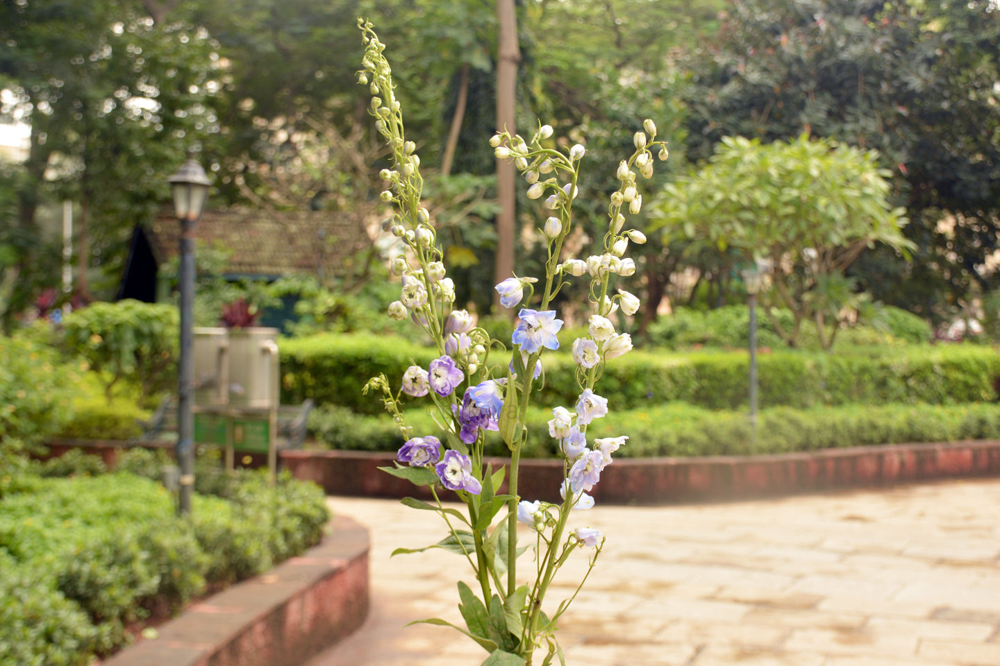 Delphinium (White,Light Blue)