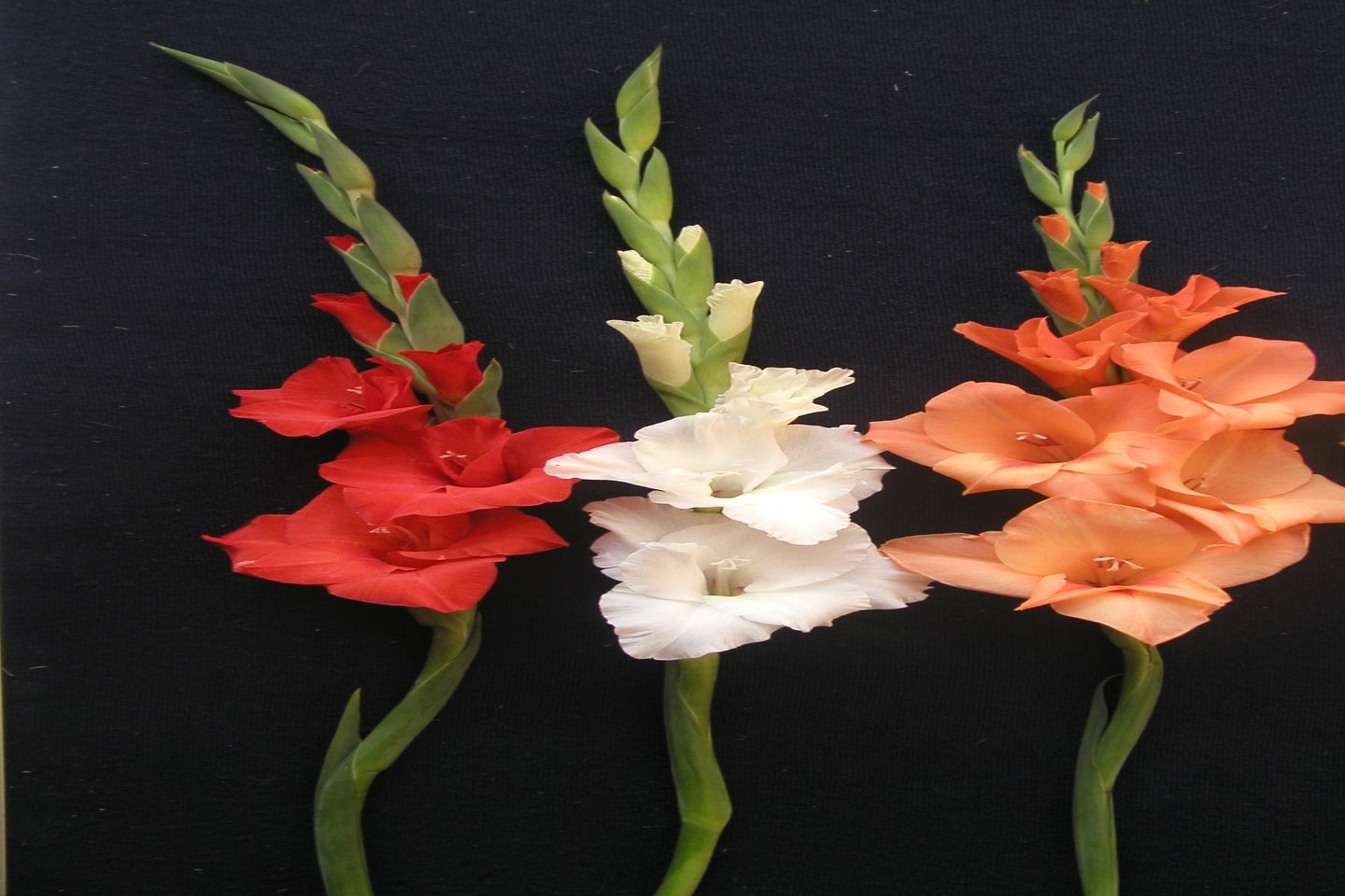 Gladiolus (White,Yellow,Red)