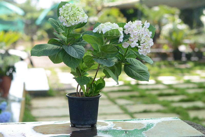 Hydrangea White Living Plant