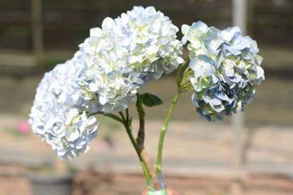 Hydrangea Cut Flower
