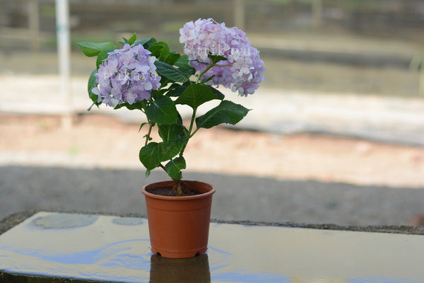 Hydrangea Pink Living Plant