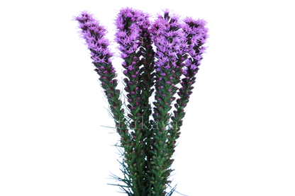 Liatris (Purple)