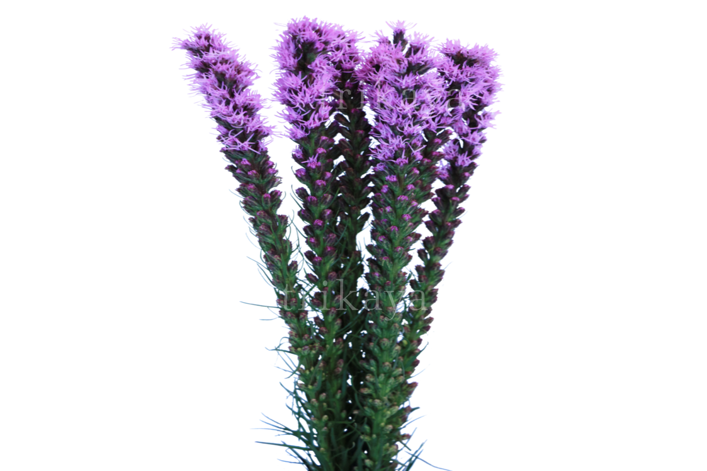 Liatris (Purple)