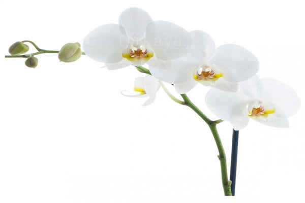 Phalaenopsis Cut Orchid