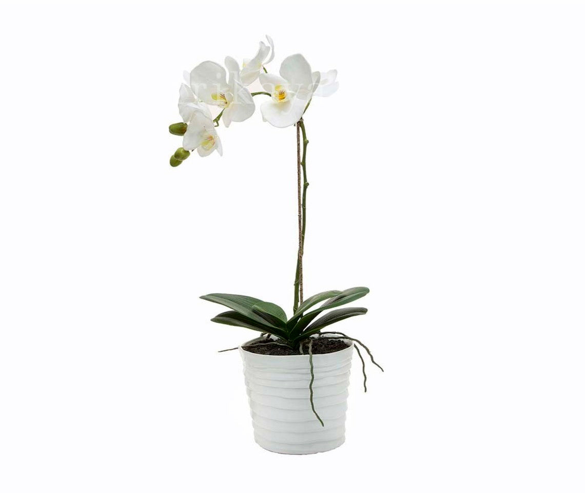 Phalaenopsis Orchid White Plant