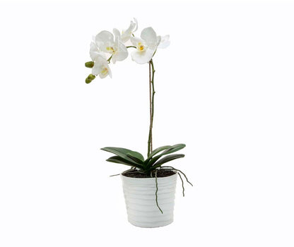 Phalaenopsis Orchid White Plant