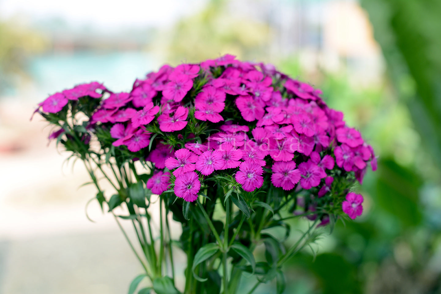 Sweet William (Mix Colours)