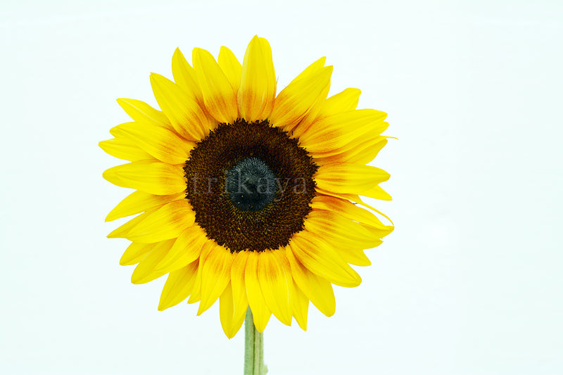 Sunflower Bicolours