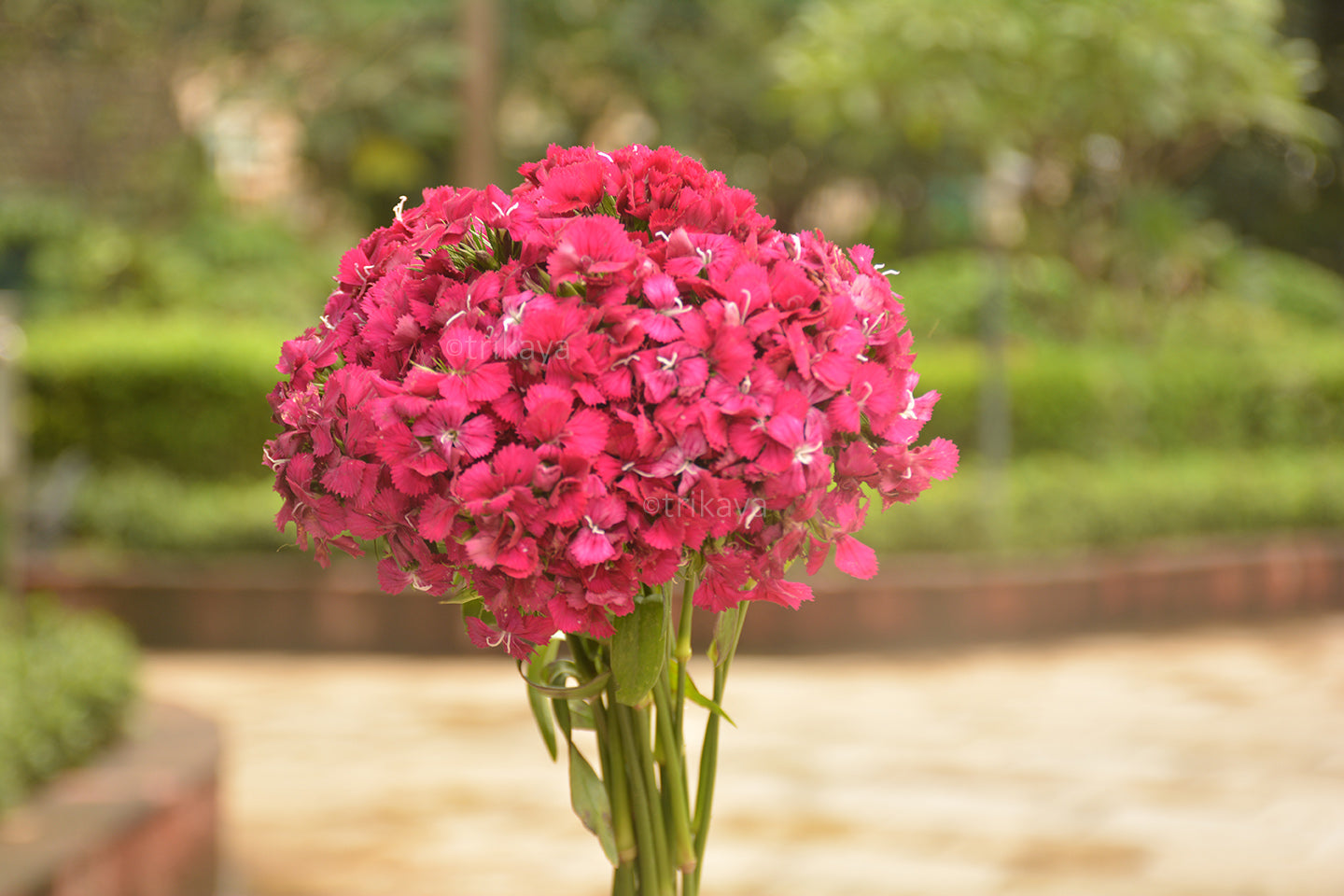 Sweet William Pink