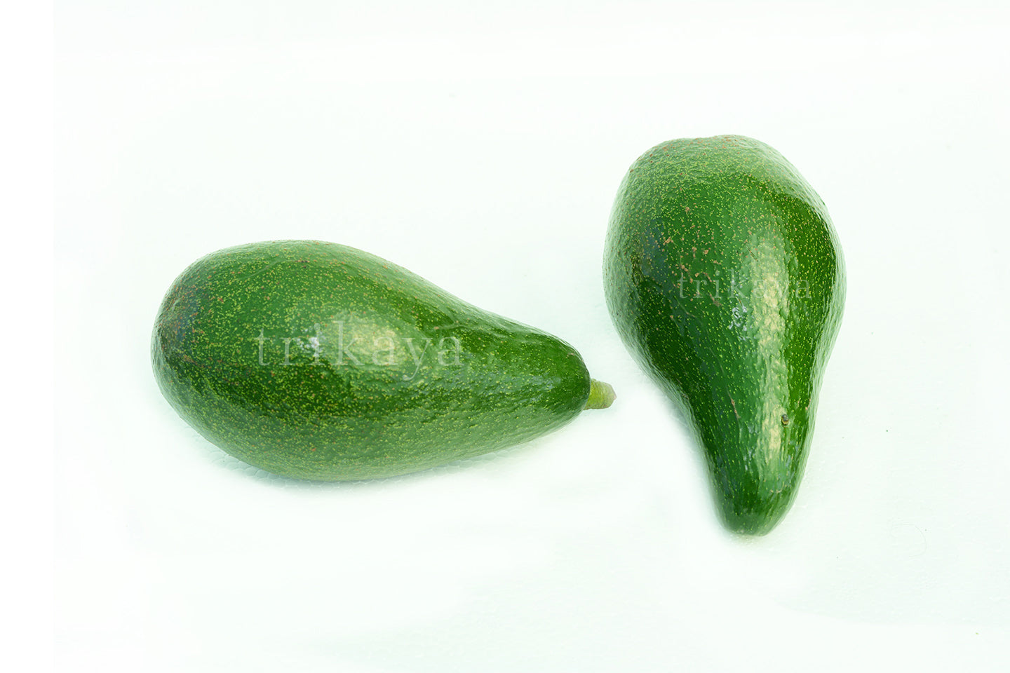Avocado Premium