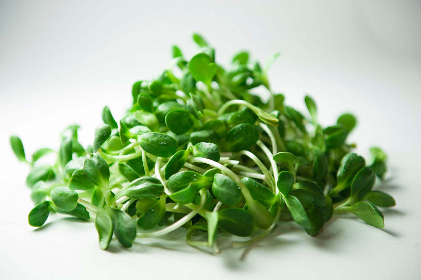 Microgreen Sunflower