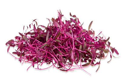 Microgreen Amaranthus