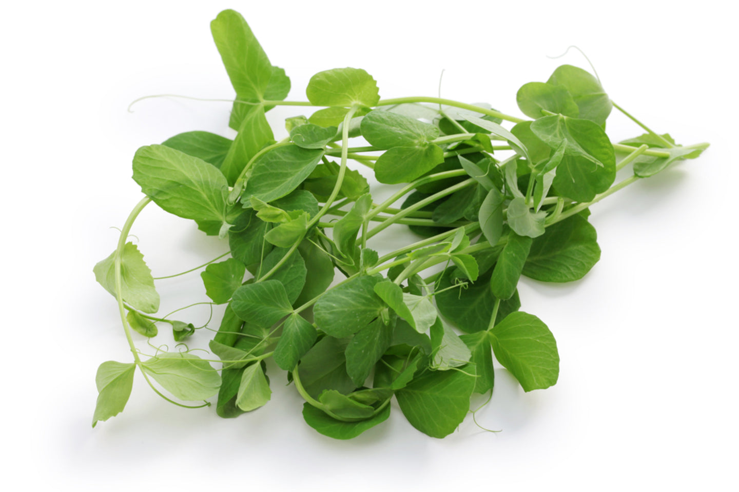 Microgreen Peas Shoot