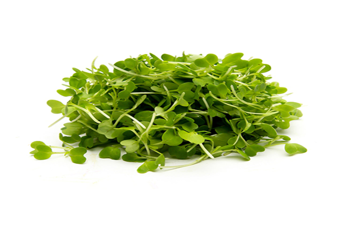 Microgreen Mustard