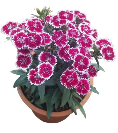 Sweet William Bicoloure Live Plant
