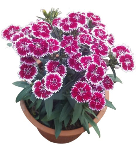 Sweet William Bicoloure Live Plant