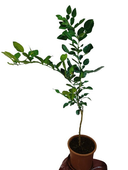 Makroot Leaves Live Potted Plant