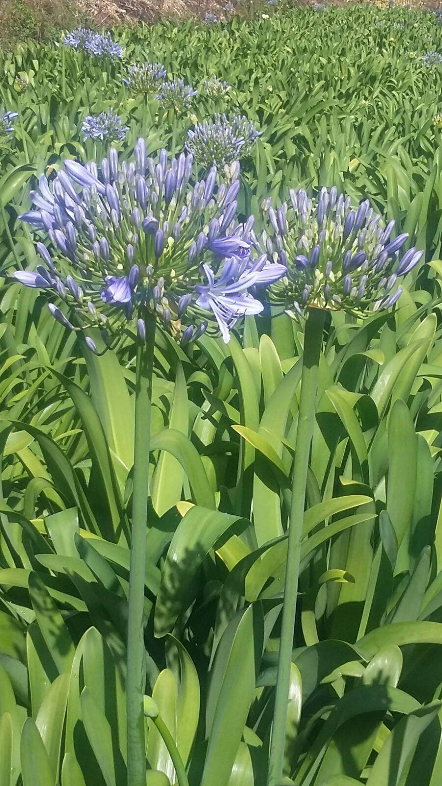 Agapanthus Blue - USA