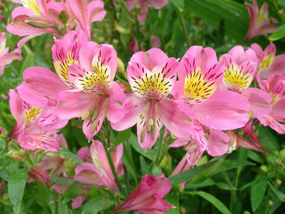 Alstroemeria Pink