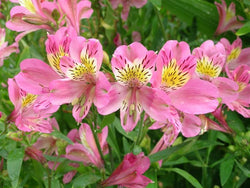 Alstroemeria Pink