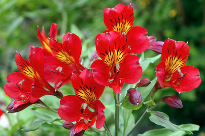 Alstroemeria Red