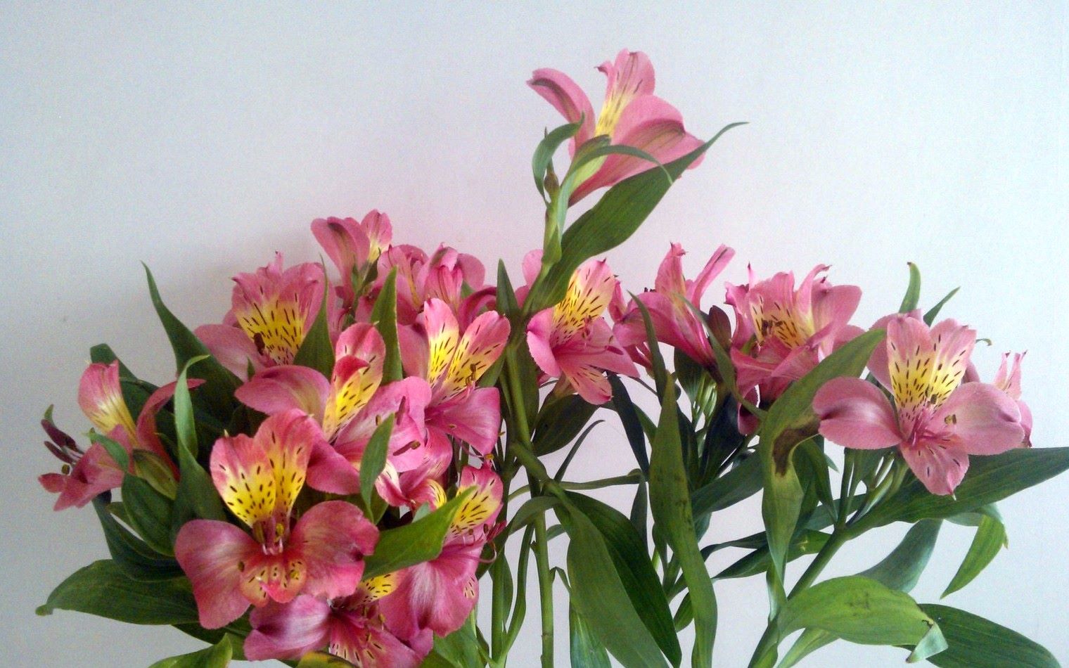 Alstroemeria Mix- Red/Yellow/Pink