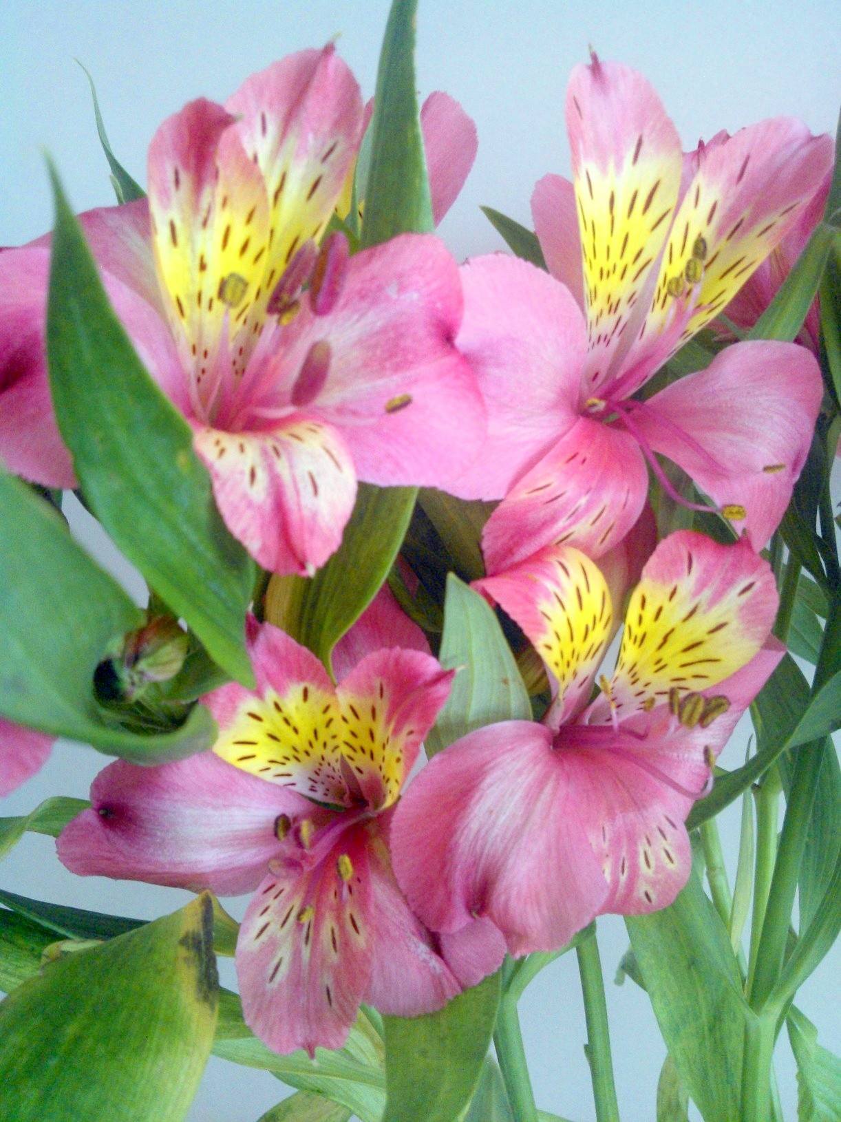 Alstroemeria Mix- Red/Yellow/Pink