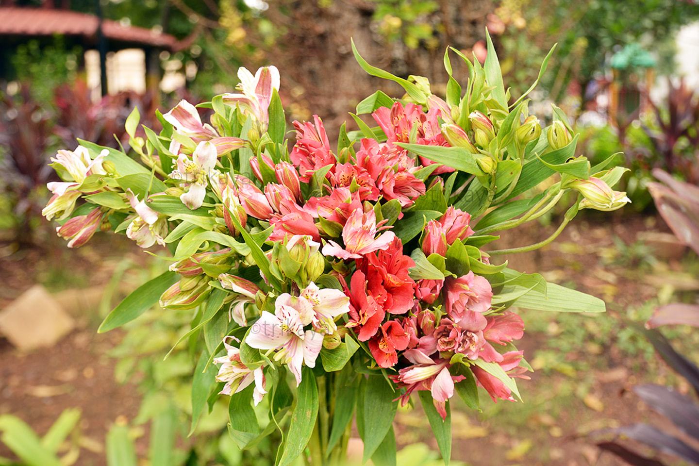 Alstroemeria Mix- Red/Yellow/Pink