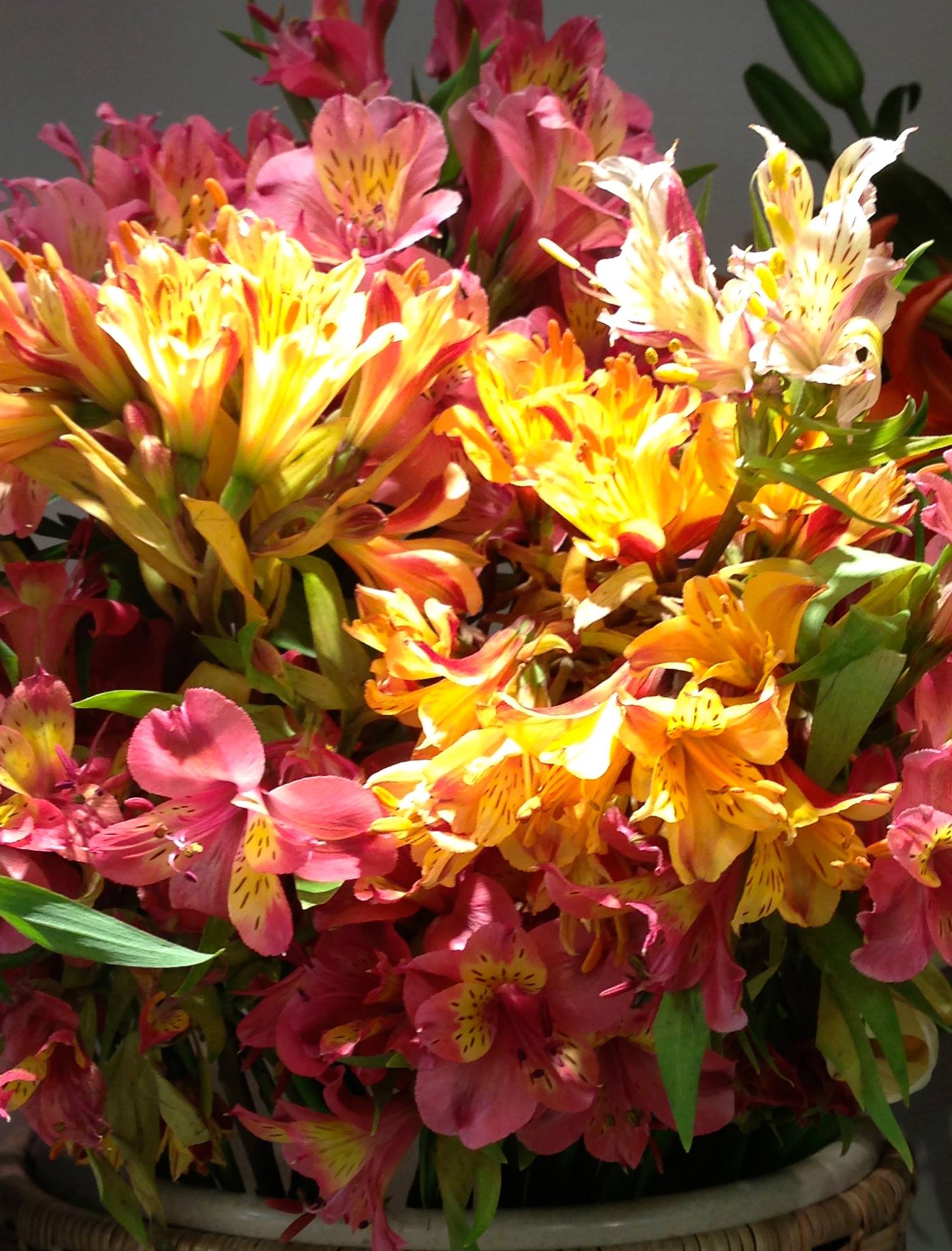 Alstroemeria Mix- Red/Yellow/Pink