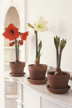 Amaryllis Living Red Plant