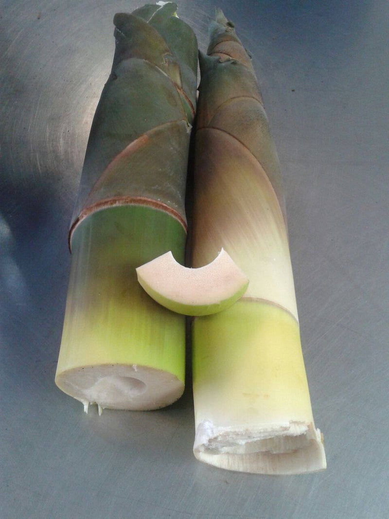 Bamboo Shoot, Fresh