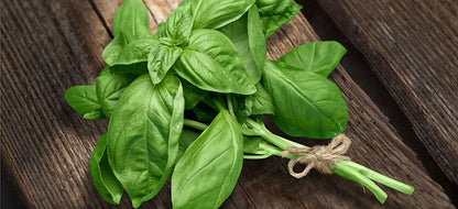 Basil Italian