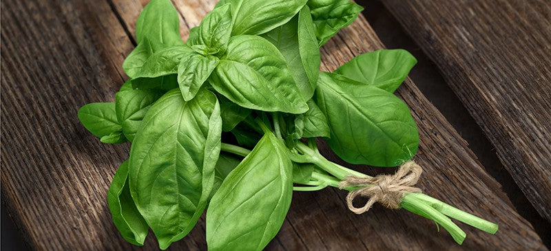 Basil Italian