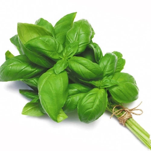 Basil Italian