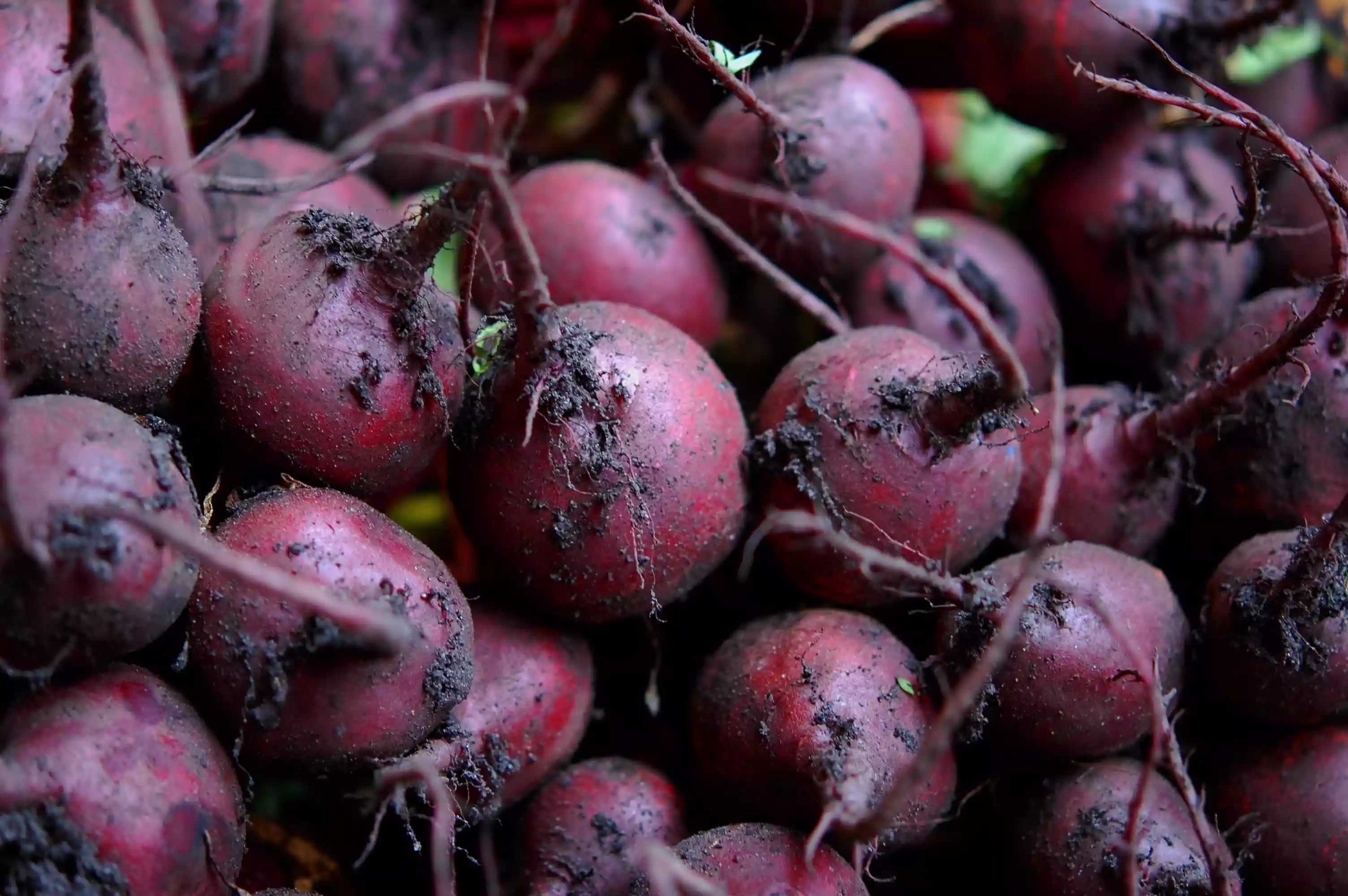 Beetroot, Baby