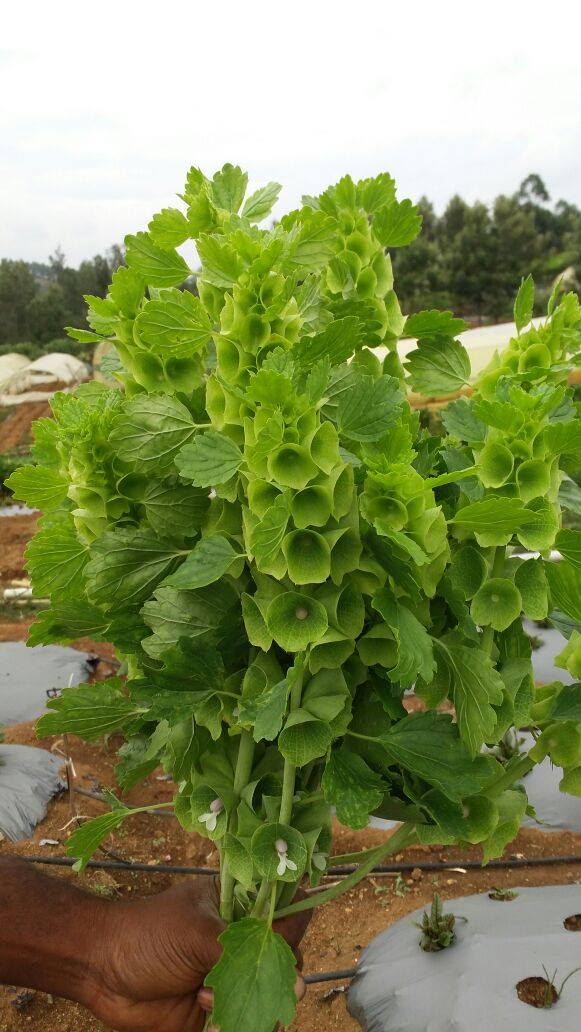 Bells Of Ireland