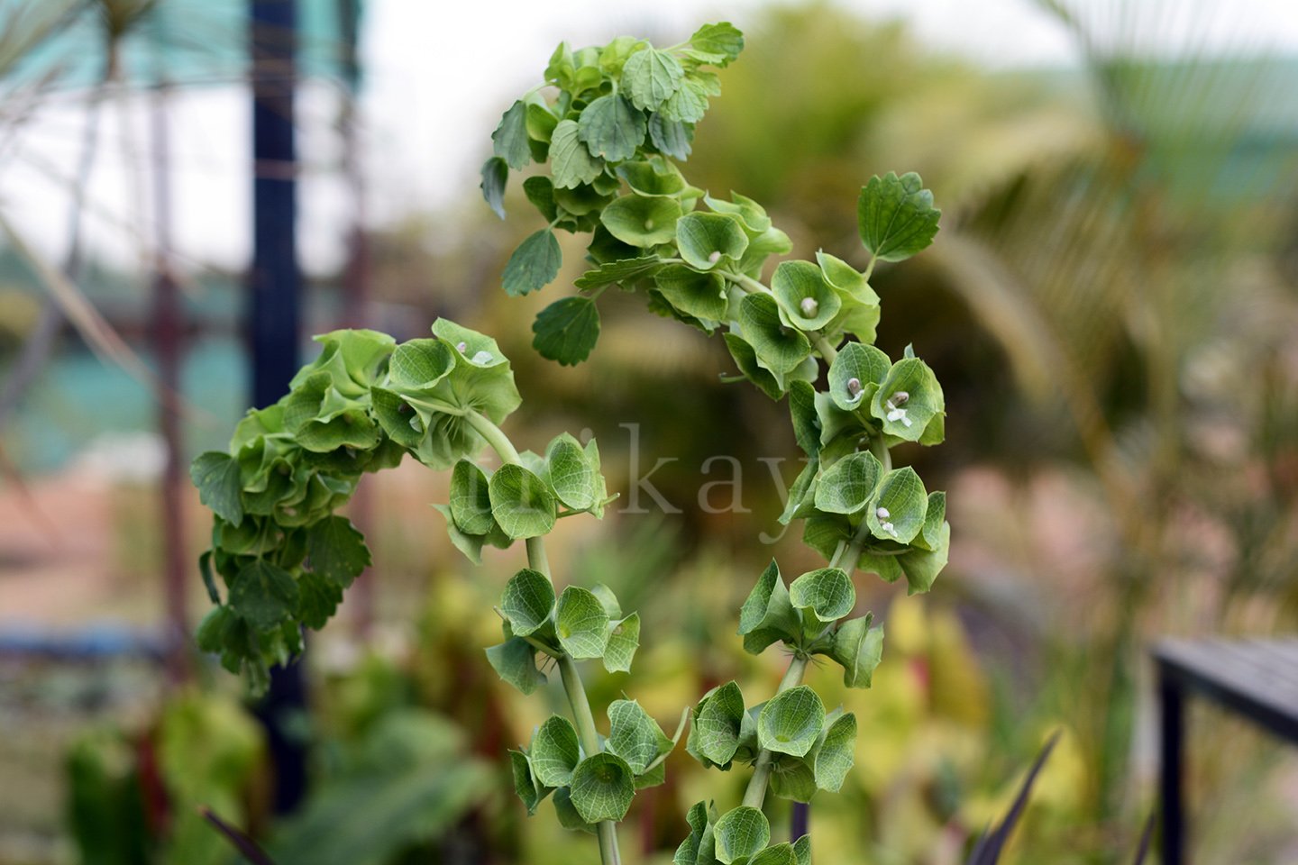 Bells Of Ireland