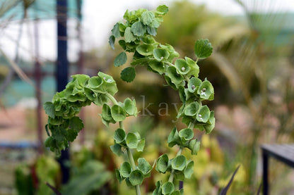 Bells Of Ireland