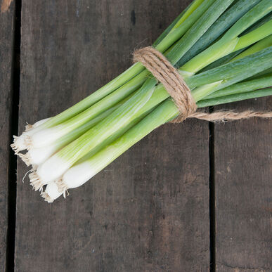 Bunching Onion, Japanese