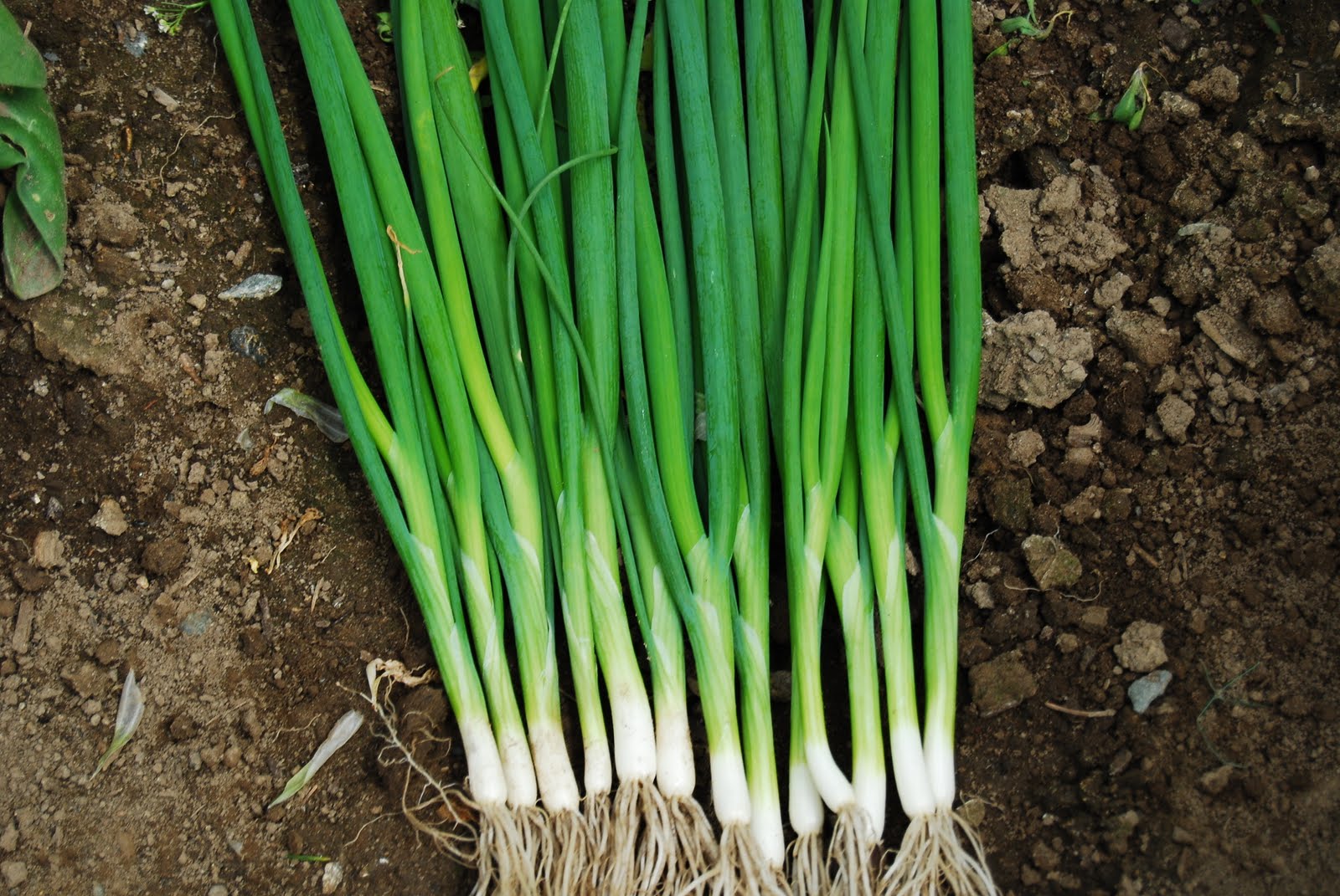 Bunching Onion, Japanese