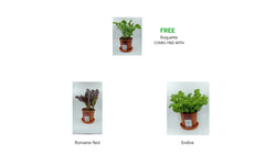 Combo of Lettuce Potted Plant - Buy 2 Get 1 Free