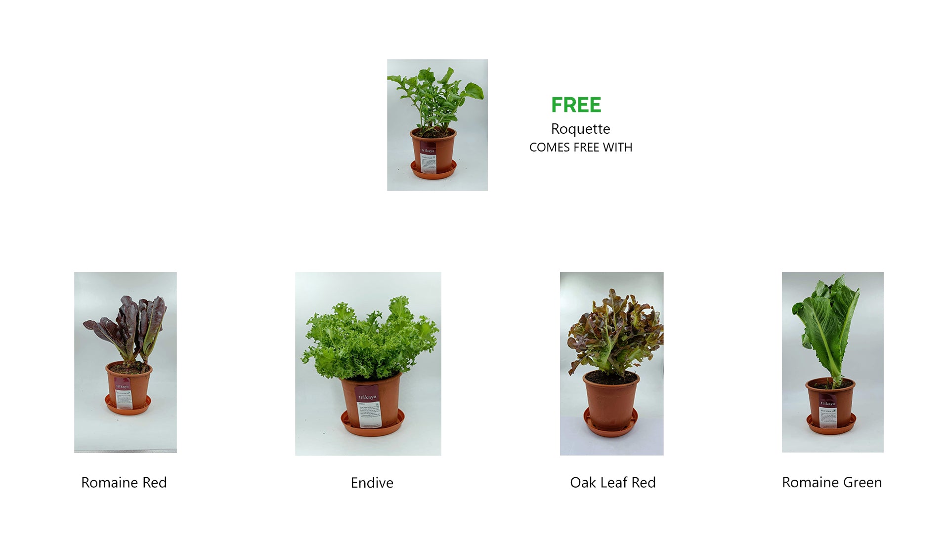 Combo of Lettuce Potted Plant - Buy 4 Get 1 Free