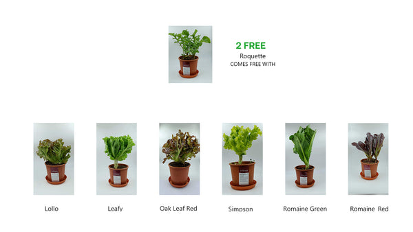 Combo of Lettuce Potted Plant - Buy 6 Get 2 Free